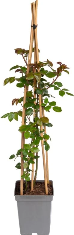 Klimroos (Rosa 'Jive Courtyard') D 19 H 70 Cm