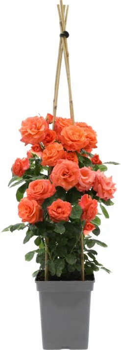 Klimroos (Rosa 'Newsflash') D 19 H 70 Cm