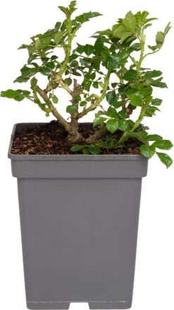 Klimroos (Rosa 'Westerland') D 19 H 70 Cm