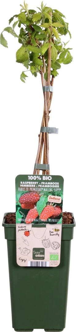 Intratuin Biologische Framboos (Rubus Idaeus 'Autumn Happy') D 19 H 50 Cm