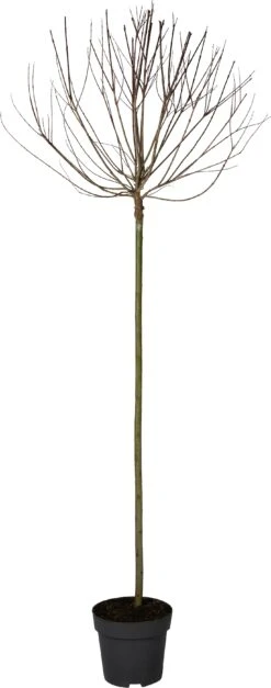 Bonte Wilg Op Stam (Salix Integra 'Hakuro Nishiki') D 32 H 200 Cm