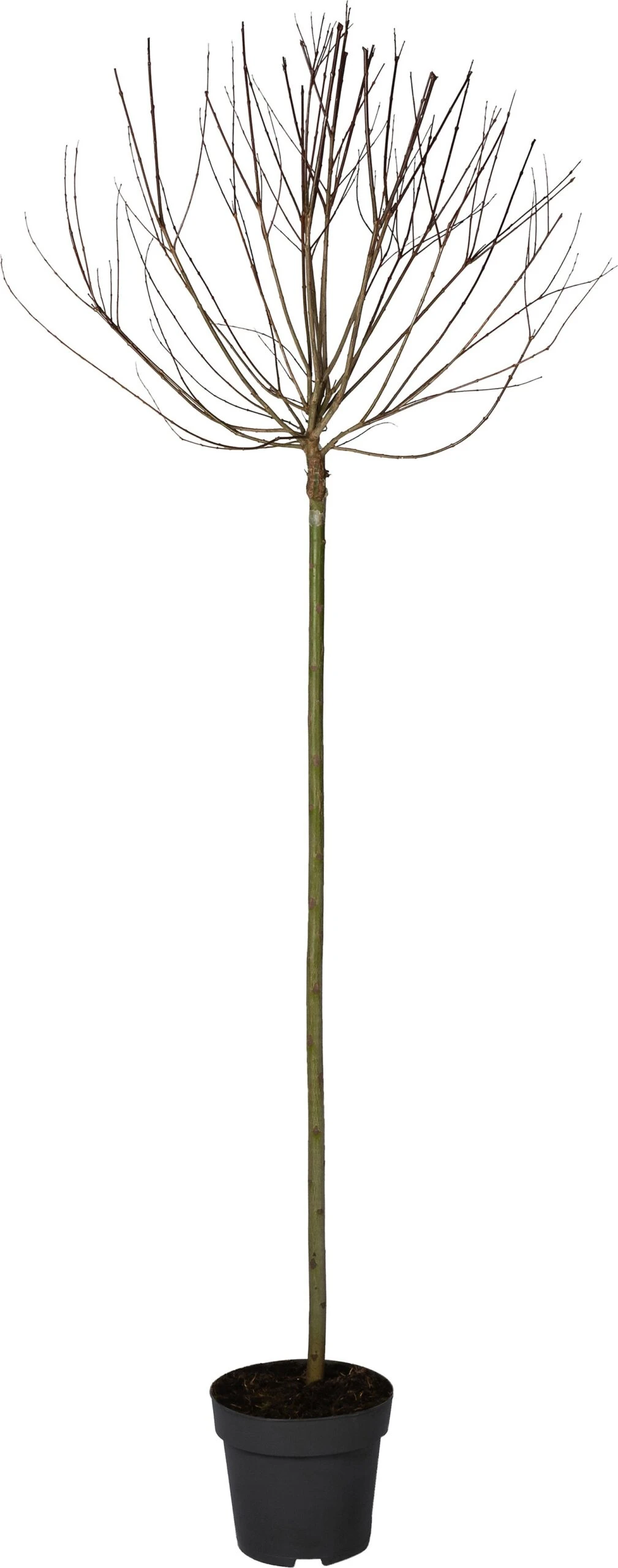 Bonte Wilg Op Stam (Salix Integra 'Hakuro Nishiki') D 32 H 200 Cm 3 Bonte Wilg Op Stam (Salix Integra 'Hakuro Nishiki') D 32 H 200 Cm