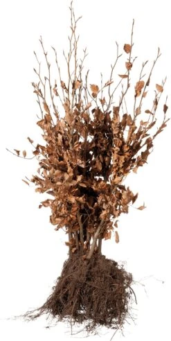 Rode Beukenhaag (Fagus Sylvatica 'Atropunicea') D 23 H 60 Cm 10 Stuks