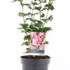 Chinese Roos (Hibiscus Syriacus 'Woodbridge' ) D 21 H 50 Cm -Talen Tools Winkel 8720196214372 0