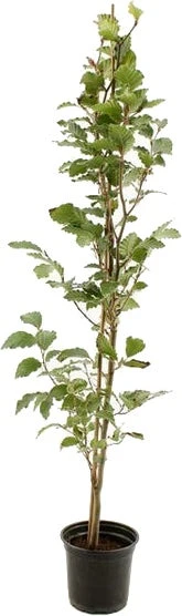 Beukenhaag (Fagus Sylvatica) D 23 H 150 Cm