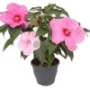 Chinese Roos (Hibiscus Moscheutos 'Extreme Pink') D 23 H 50 Cm 2 Chinese Roos (Hibiscus Moscheutos 'Extreme Pink') D 23 H 50 Cm -Talen Tools Winkel 8720196545698