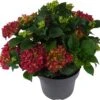 Hortensia (Hydrangea Macrophylla 'Mophead Red') D 23 H 45 Cm 2 Hortensia (Hydrangea Macrophylla 'Mophead Red') D 23 H 45 Cm -Talen Tools Winkel 8720196549047 1