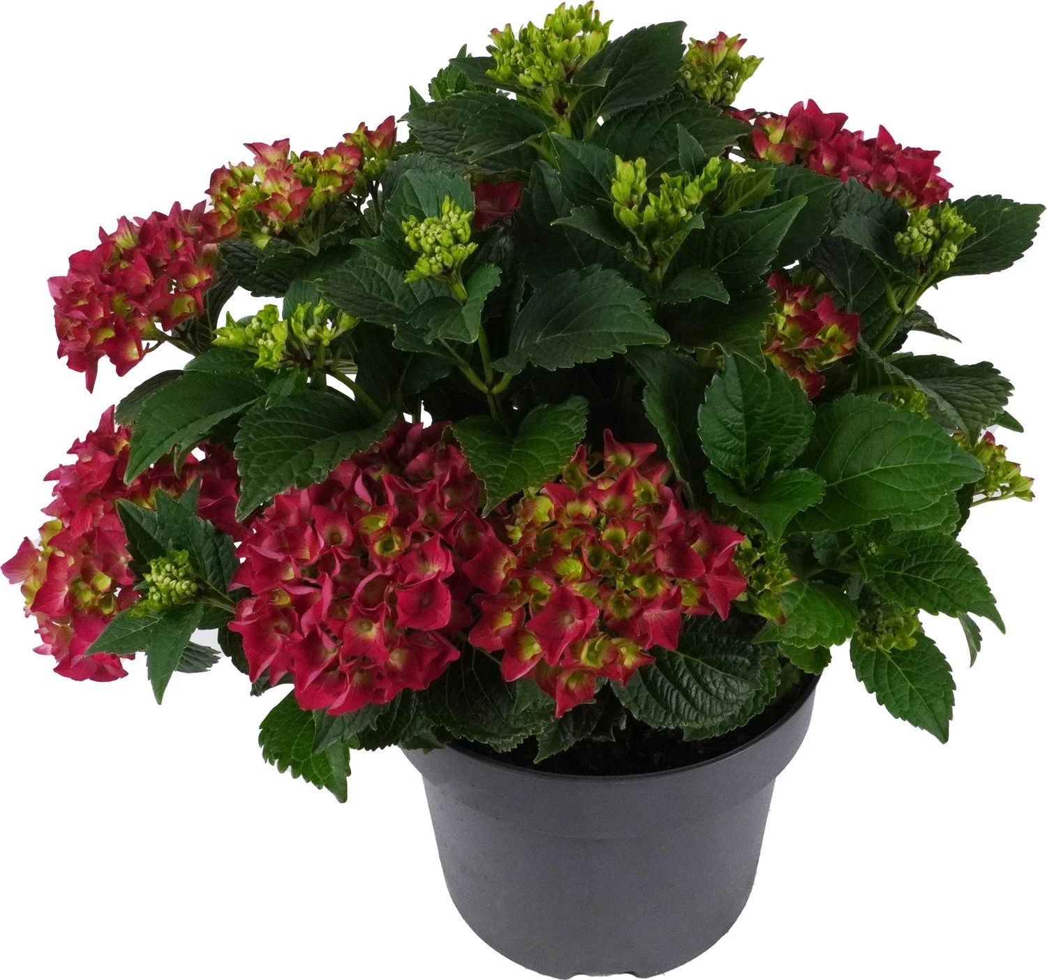 Hortensia (Hydrangea Macrophylla 'Mophead Red') D 23 H 45 Cm 3 Hortensia (Hydrangea Macrophylla 'Mophead Red') D 23 H 45 Cm