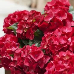 Hortensia (Hydrangea Macrophylla 'Mophead Red') D 23 H 45 Cm 5 Hortensia (Hydrangea Macrophylla 'Mophead Red') D 23 H 45 Cm -Talen Tools Winkel 8720196549047 2