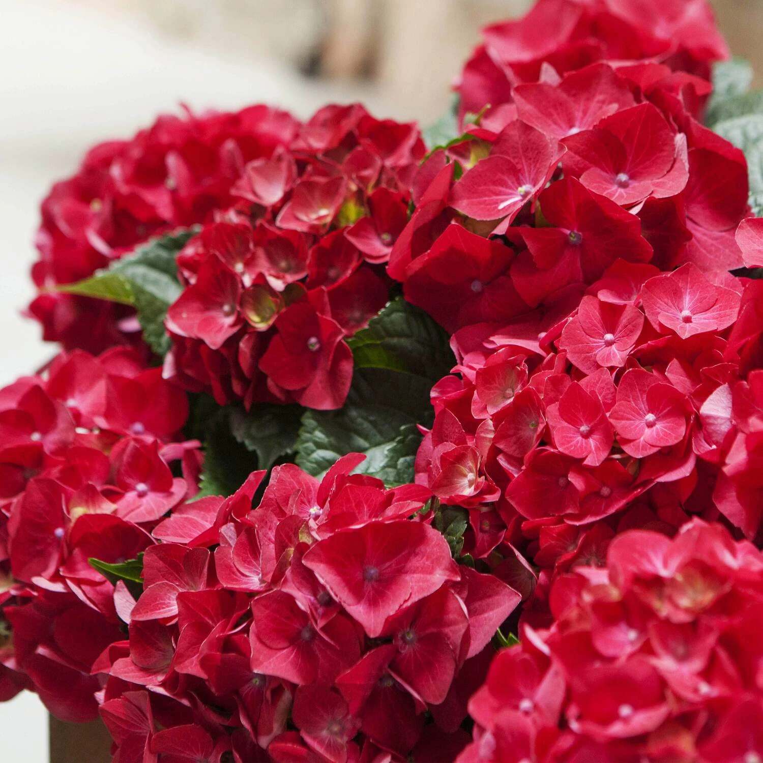 Hortensia (Hydrangea Macrophylla 'Mophead Red') D 23 H 45 Cm 4 Hortensia (Hydrangea Macrophylla 'Mophead Red') D 23 H 45 Cm - Afbeelding 2