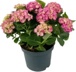 Hortensia (Hydrangea Macrophylla 'Curly Wurly Pink') D 23 H 45 Cm