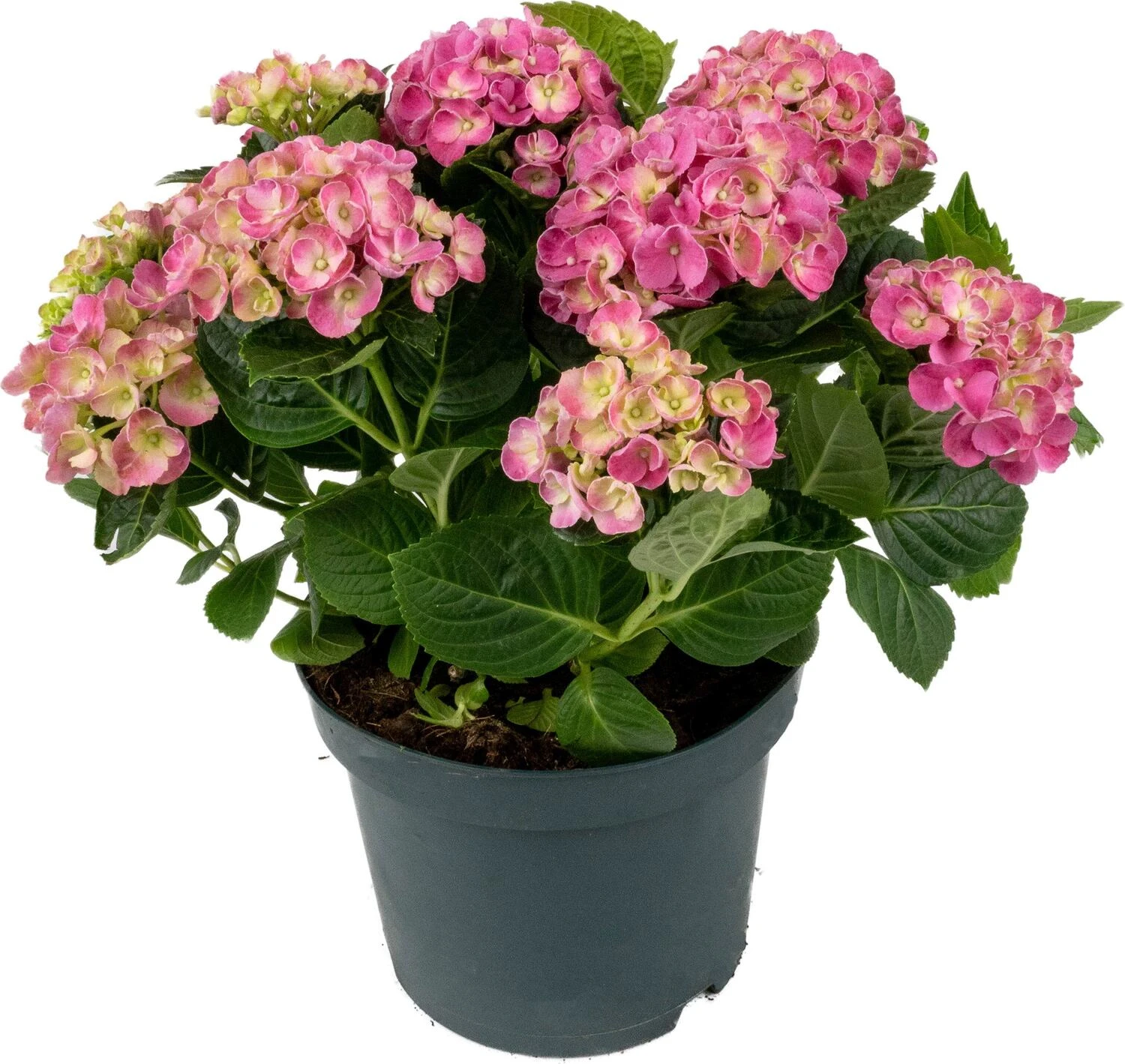 Hortensia (Hydrangea Macrophylla 'Curly Wurly Pink') D 23 H 45 Cm 3 Hortensia (Hydrangea Macrophylla 'Curly Wurly Pink') D 23 H 45 Cm