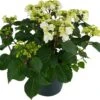 Hortensia (Hydrangea Macrophylla 'Wedding Gown') D 23 H 45 Cm -Talen Tools Winkel 8720196549078 1