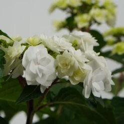 Talen Tools Winkel -Talen Tools Winkel 8720196549078 2