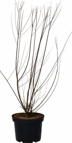 Tamarisk (Tamarix Tetrandra) D 29 H 60 Cm