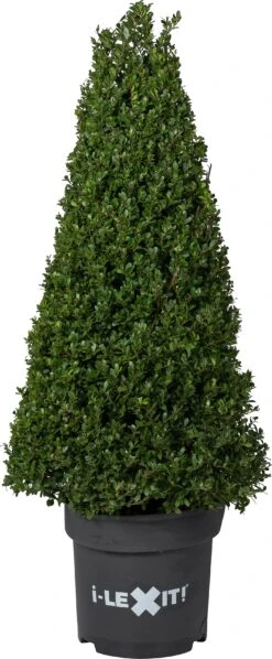 Japanse Hulst In Kegelvorm (Ilex Crenata 'Dark Green') D 29 H 90 Cm