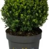 Japanse Hulst In Bolvorm (Ilex Crenata 'Dark Green') D 35 H 55 Cm -Talen Tools Winkel 8720196565191 0