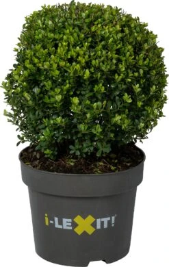 Japanse Hulst In Bolvorm (Ilex Crenata 'Dark Green') D 35 H 55 Cm