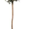 Olijfboom Op Stam (Olea Europaea) D 32 H 140 Cm -Talen Tools Winkel 8720196583270 0 1