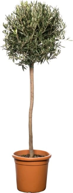 Olijfboom Op Stam (Olea Europaea) D 32 H 140 Cm