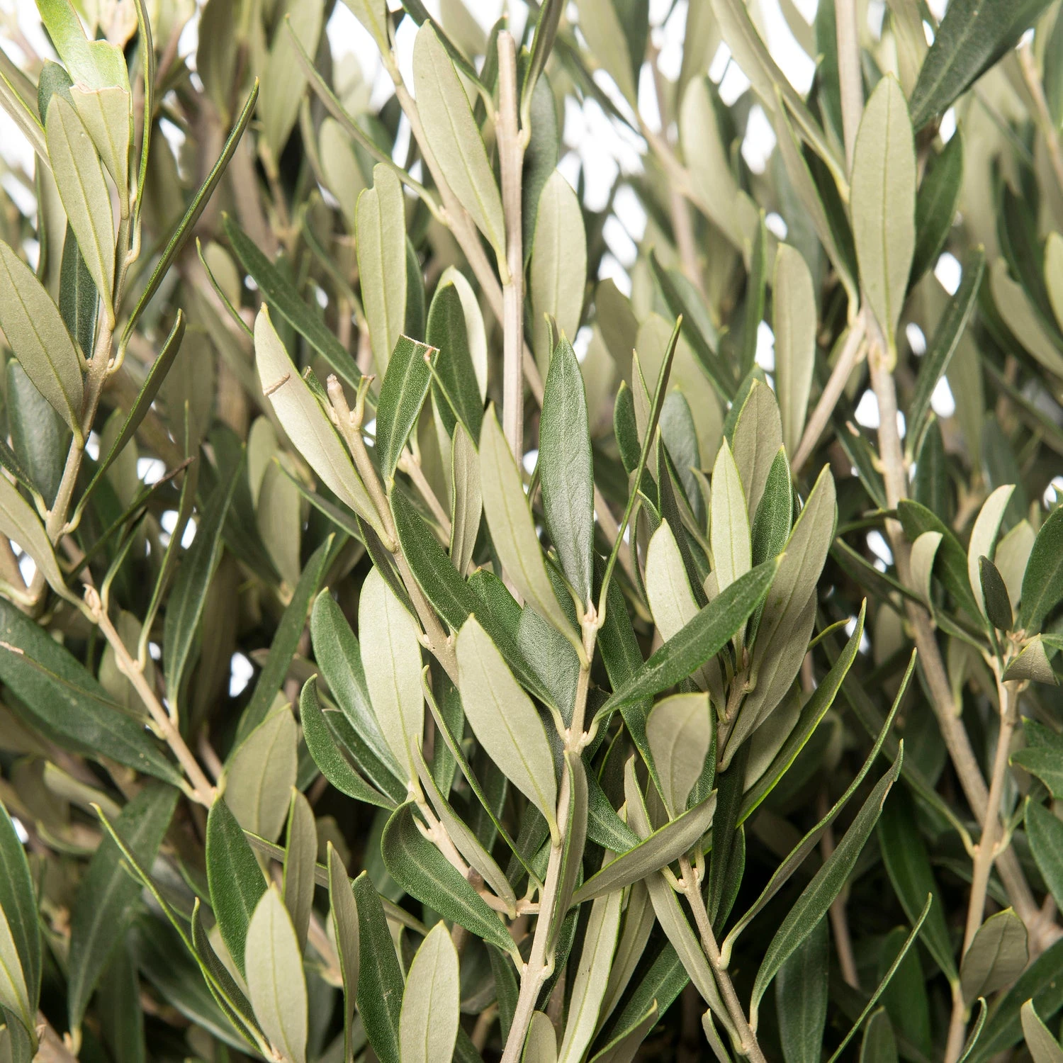 Olijfboom Op Stam (Olea Europaea) D 32 H 140 Cm 4 Olijfboom Op Stam (Olea Europaea) D 32 H 140 Cm - Afbeelding 2