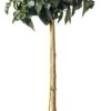 Chinese Roos (Hibiscus Rosa-sinensis 'Sunny') D 24 H 110 Cm 1 Chinese Roos (Hibiscus Rosa-sinensis 'Sunny') D 24 H 110 Cm -Talen Tools Winkel 8720196584727 0 1