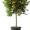 Kumquat (Citrus Sinensis 'Kumquat') D 26 H 140 Cm -Talen Tools Winkel 8720196597079 1