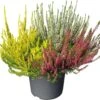 Struikheide (Calluna Vulgaris 'High Five') D 12 H 20 Cm -Talen Tools Winkel 8720196628001 1
