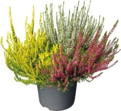 Struikheide (Calluna Vulgaris 'High Five') D 12 H 20 Cm