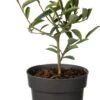Dwerg Bananenstruik (Magnolia Laevifolia 'Vanilla Pearls'®) D 13 H 20 Cm -Talen Tools Winkel 8720196630127 0