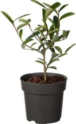 Dwerg Bananenstruik (Magnolia Laevifolia 'Vanilla Pearls'®) D 13 H 20 Cm