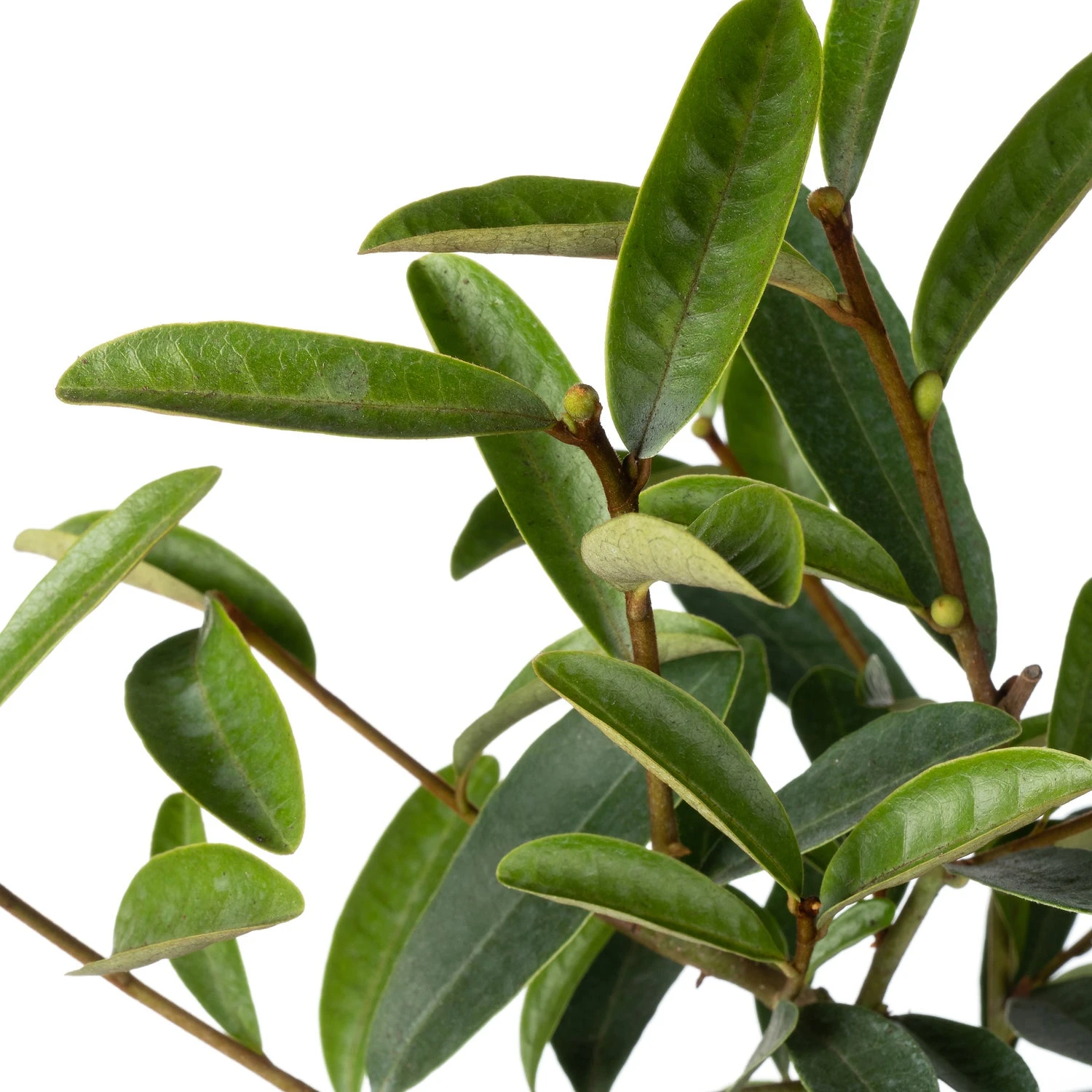 Dwerg Bananenstruik (Magnolia Laevifolia 'Vanilla Pearls'®) D 13 H 20 Cm 4 Dwerg Bananenstruik (Magnolia Laevifolia 'Vanilla Pearls'®) D 13 H 20 Cm - Afbeelding 2