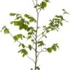 Beuk (Fagus Sylvatica) D 17 H 60 Cm -Talen Tools Winkel 8720196642649