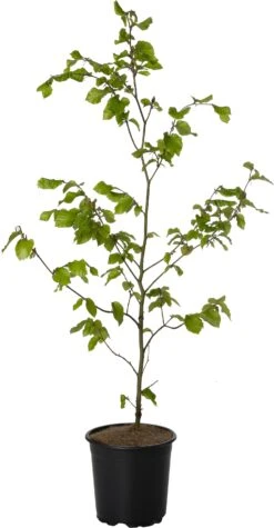 Beuk (Fagus Sylvatica) D 17 H 60 Cm