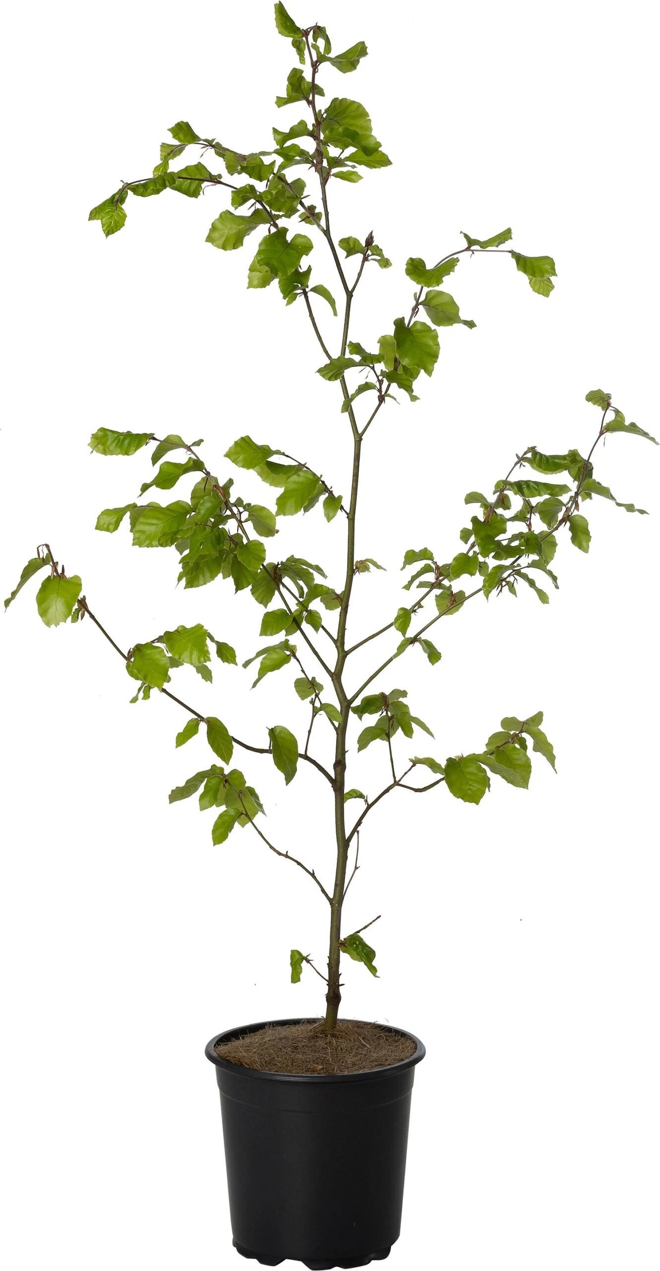 Beuk (Fagus Sylvatica) D 17 H 60 Cm 3 Beuk (Fagus Sylvatica) D 17 H 60 Cm