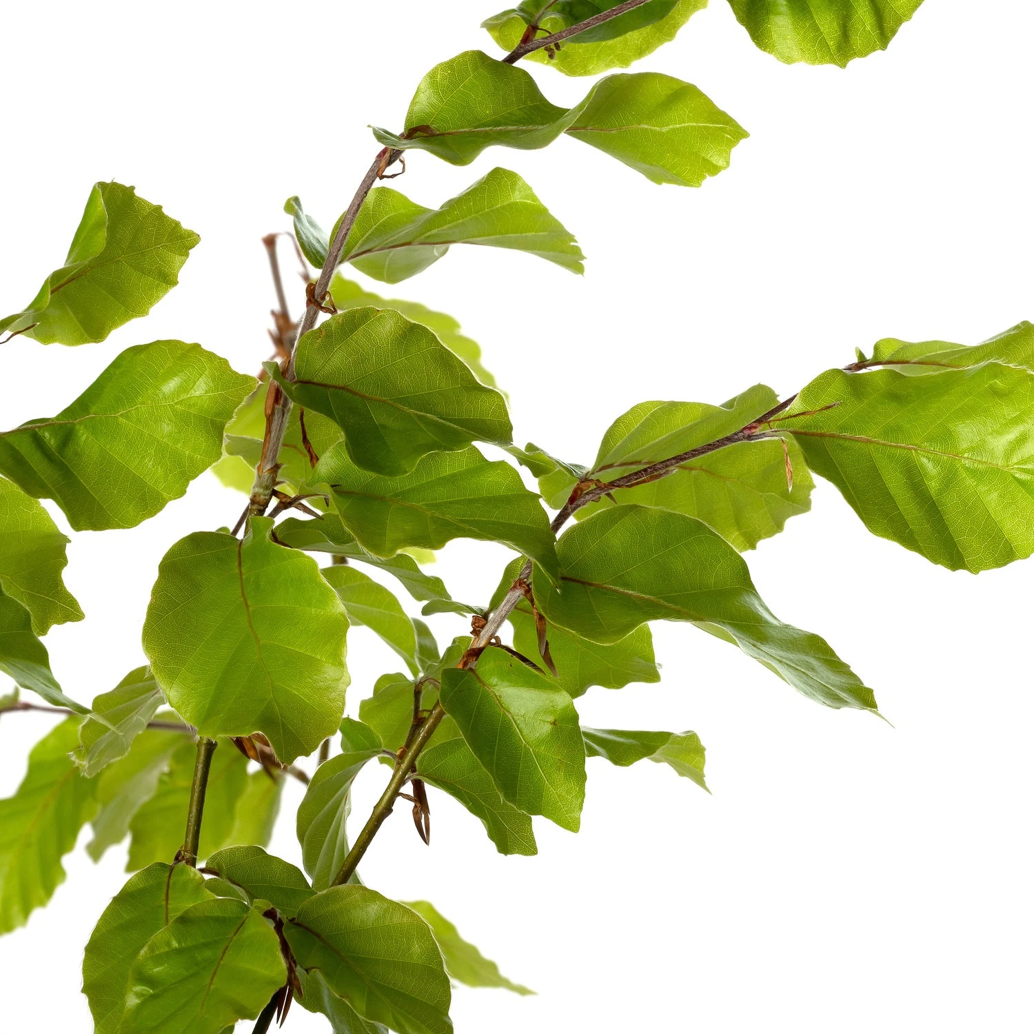 Beuk (Fagus Sylvatica) D 17 H 60 Cm 4 Beuk (Fagus Sylvatica) D 17 H 60 Cm - Afbeelding 2