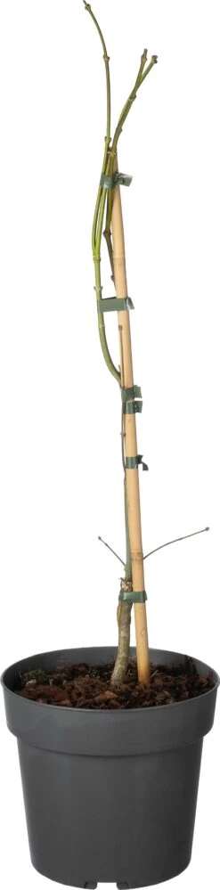 Japanse Esdoorn (Acer Palmatum 'Garnet' ) D 19 H 40 Cm