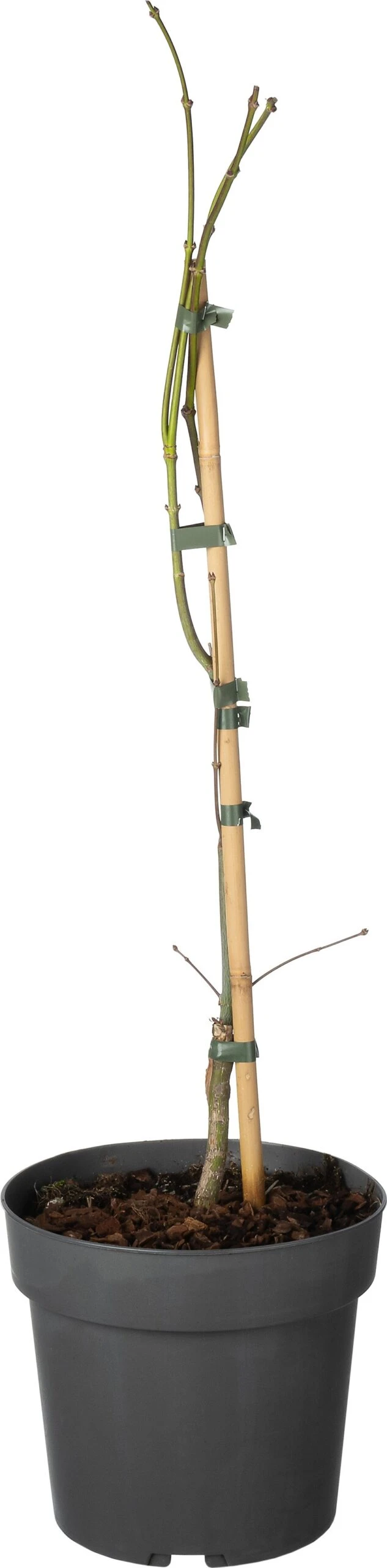 Japanse Esdoorn (Acer Palmatum 'Garnet' ) D 19 H 40 Cm 3 Japanse Esdoorn (Acer Palmatum 'Garnet' ) D 19 H 40 Cm