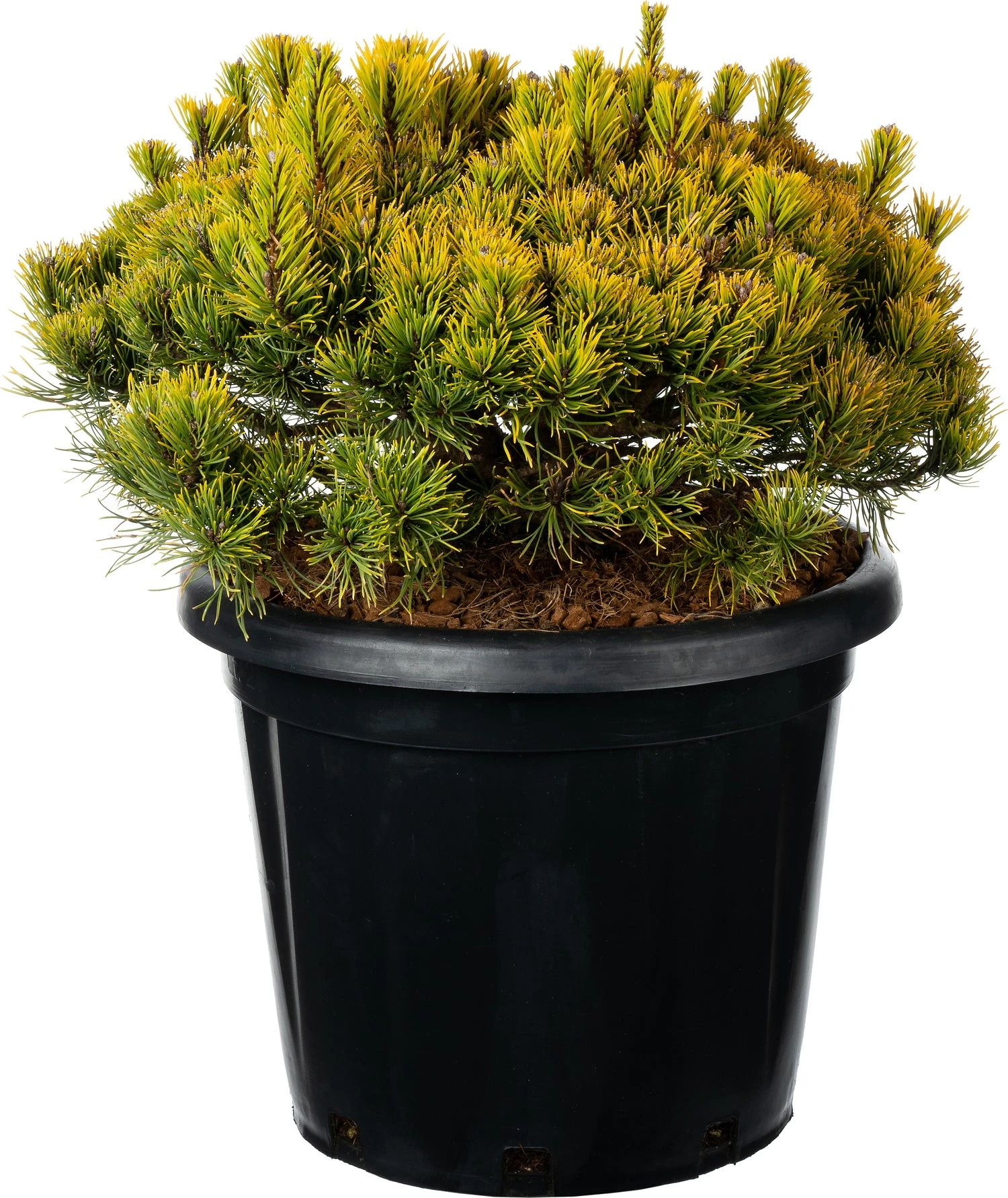 Bergden (Pinus Mugo 'Carsten's Wintergold') D 38 H 40 Cm 3 Bergden (Pinus Mugo 'Carsten's Wintergold') D 38 H 40 Cm