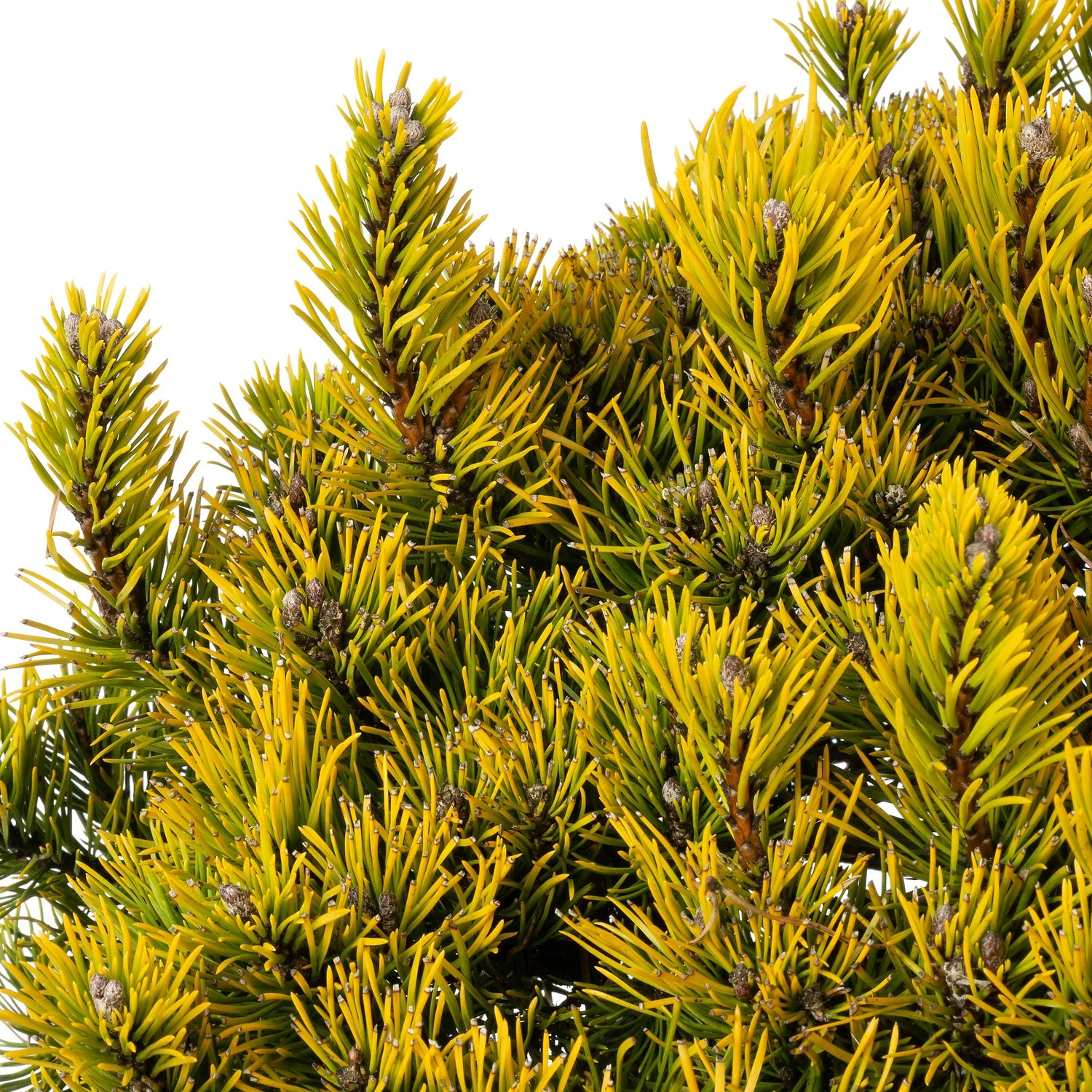 Bergden (Pinus Mugo 'Carsten's Wintergold') D 38 H 40 Cm 4 Bergden (Pinus Mugo 'Carsten's Wintergold') D 38 H 40 Cm - Afbeelding 2