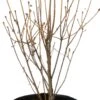 Pronkklokje (Enkianthus Campanulatus) D 17 H 30 Cm 2 Pronkklokje (Enkianthus Campanulatus) D 17 H 30 Cm -Talen Tools Winkel 8720196710690 0