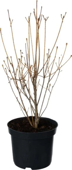 Pronkklokje (Enkianthus Campanulatus) D 17 H 30 Cm