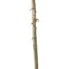 Stermagnolia (Magnolia Stellata) D 29 H 120 Cm 1 Stermagnolia (Magnolia Stellata) D 29 H 120 Cm -Talen Tools Winkel 8720196711918 0