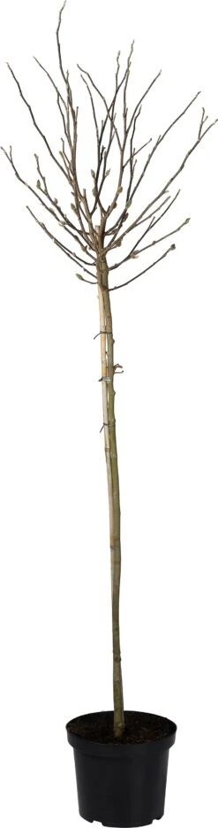 Stermagnolia (Magnolia Stellata) D 29 H 120 Cm