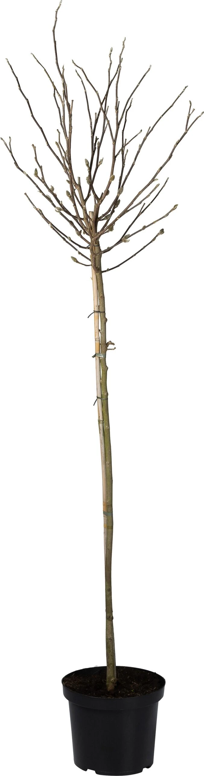 Stermagnolia (Magnolia Stellata) D 29 H 120 Cm 3 Stermagnolia (Magnolia Stellata) D 29 H 120 Cm