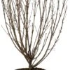 Dwergsering (Syringa 'Sugar Plum Fairy') D 28 H 40 Cm 2 Dwergsering (Syringa 'Sugar Plum Fairy') D 28 H 40 Cm -Talen Tools Winkel 8720196711963 0