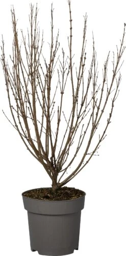 Dwergsering (Syringa 'Sugar Plum Fairy') D 28 H 40 Cm