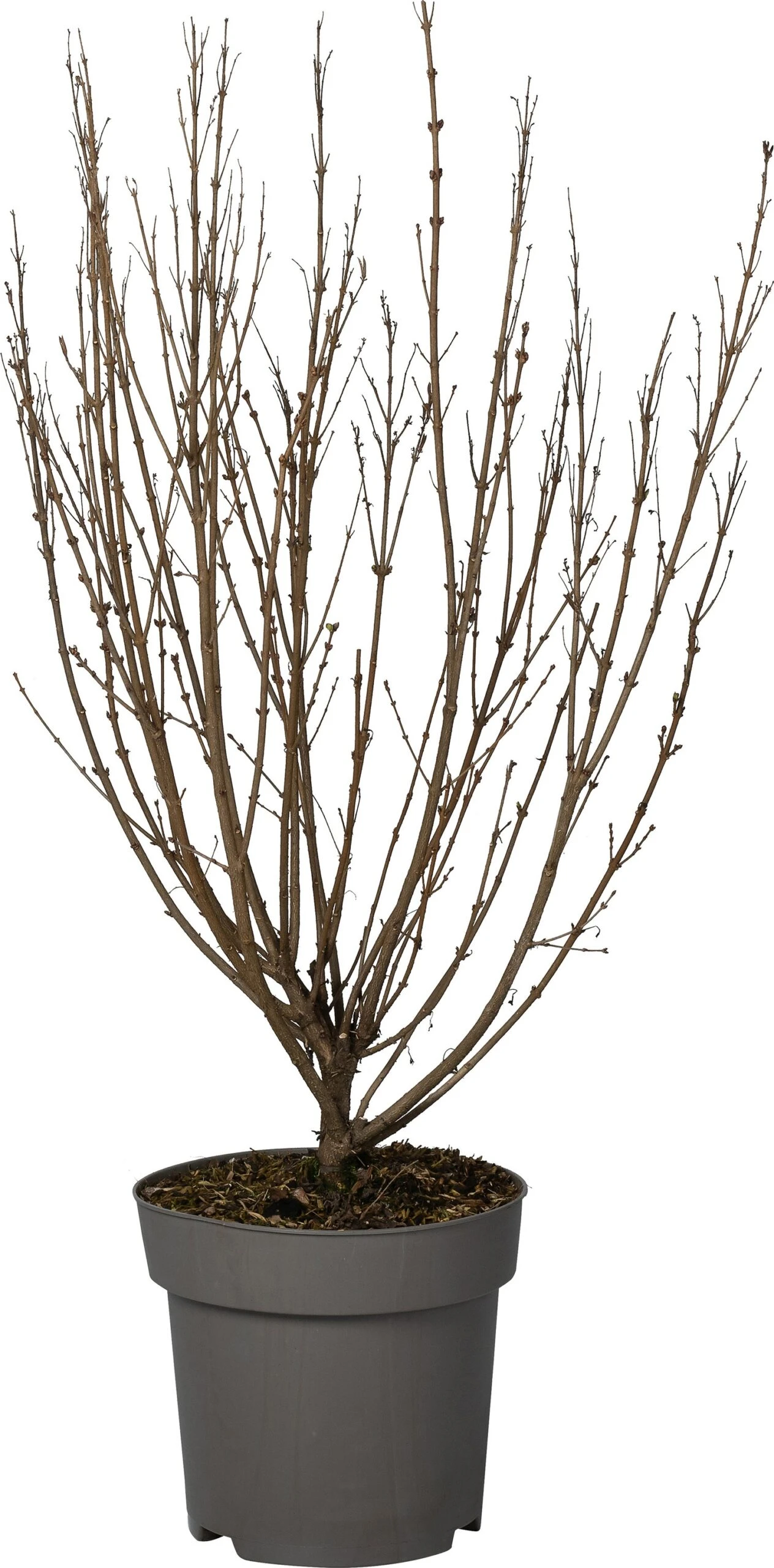 Dwergsering (Syringa 'Sugar Plum Fairy') D 28 H 40 Cm 3 Dwergsering (Syringa 'Sugar Plum Fairy') D 28 H 40 Cm