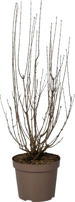 Dwergsering (Syringa Persica 'Alba') D 32 H 90 Cm