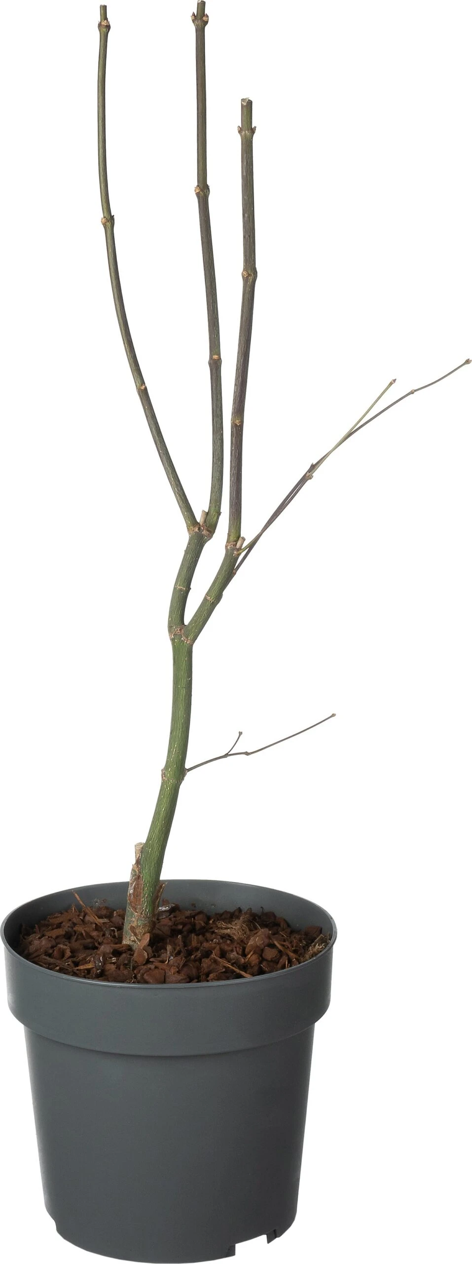 Japanse Esdoorn (Acer Palmatum 'Bloodgood') D 19 H 40 Cm 3 Japanse Esdoorn (Acer Palmatum 'Bloodgood') D 19 H 40 Cm